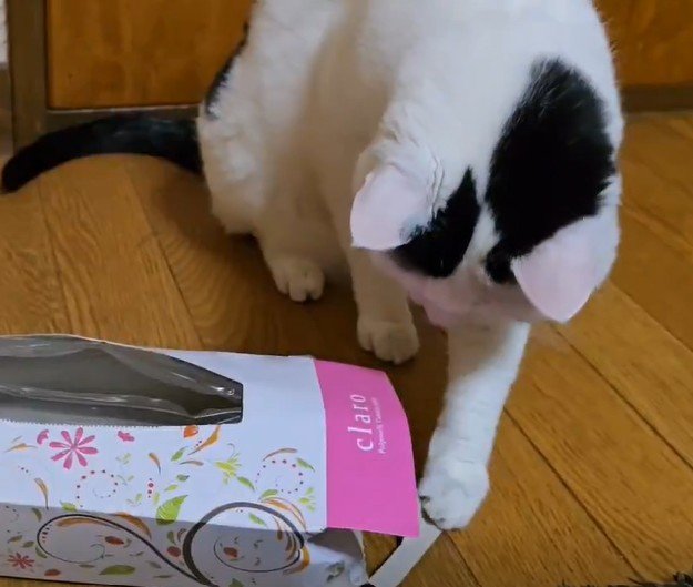 箱に入るのが好きな猫　まさかの行動に笑ってしまう