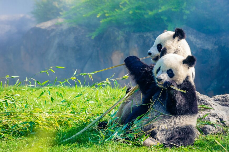 Daniel X D/shutterstock.com