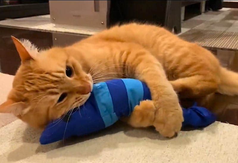 出所：@Adonis_Beginner