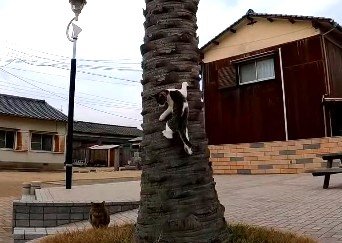 出所：@ImpressedCatVideo