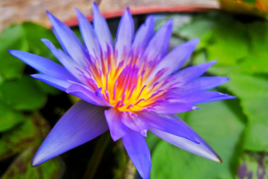 Kulchan S/shutterstock.com