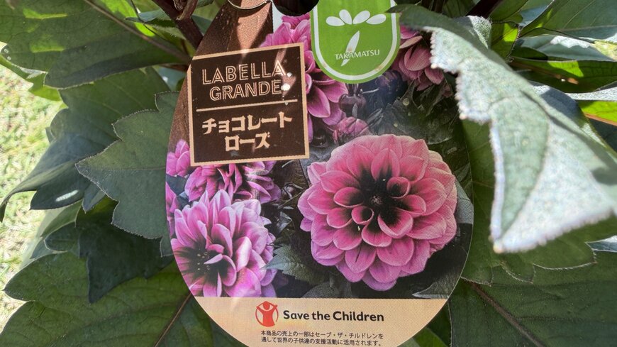 著者撮影／ダリア ラベラ グランデ