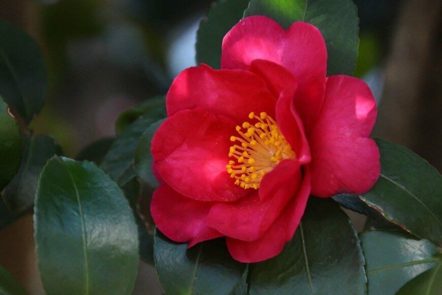 【ガーデニング】大寒の庭「冷たい風にも、凛として咲く花」7選