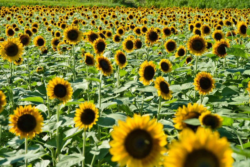 suuhou/shutterstock.com