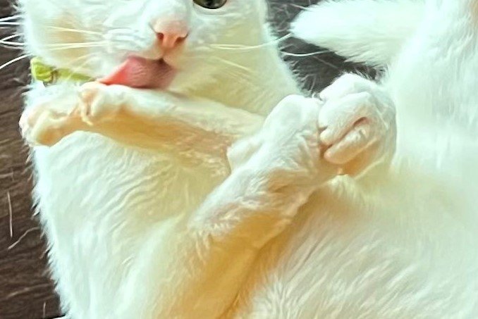 完全に「ナイフを舐める悪役の顔」な猫さん　まさかの光景に…