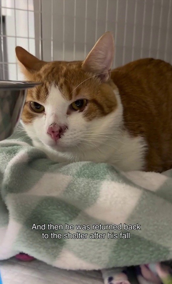「ハンターは家を見つけて、また失いました」窓から落ちてシェルターに戻された猫、新しい家族を待つ姿に反響