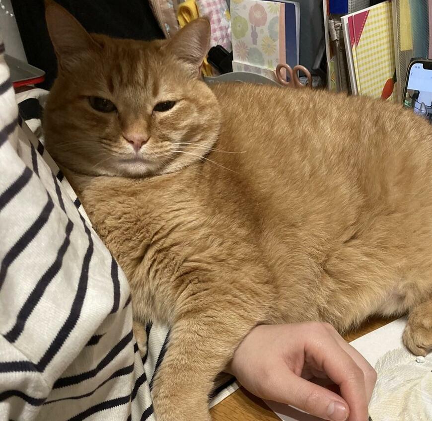 出所：@kagisuzu0531