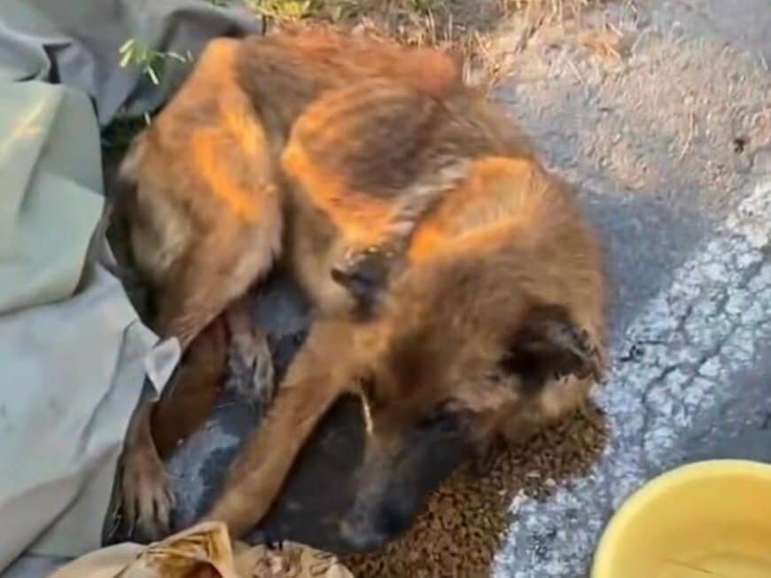 「骨と皮だけ」だった保護犬リリー、懸命な治療の末に歩けるまで回復した姿に感動