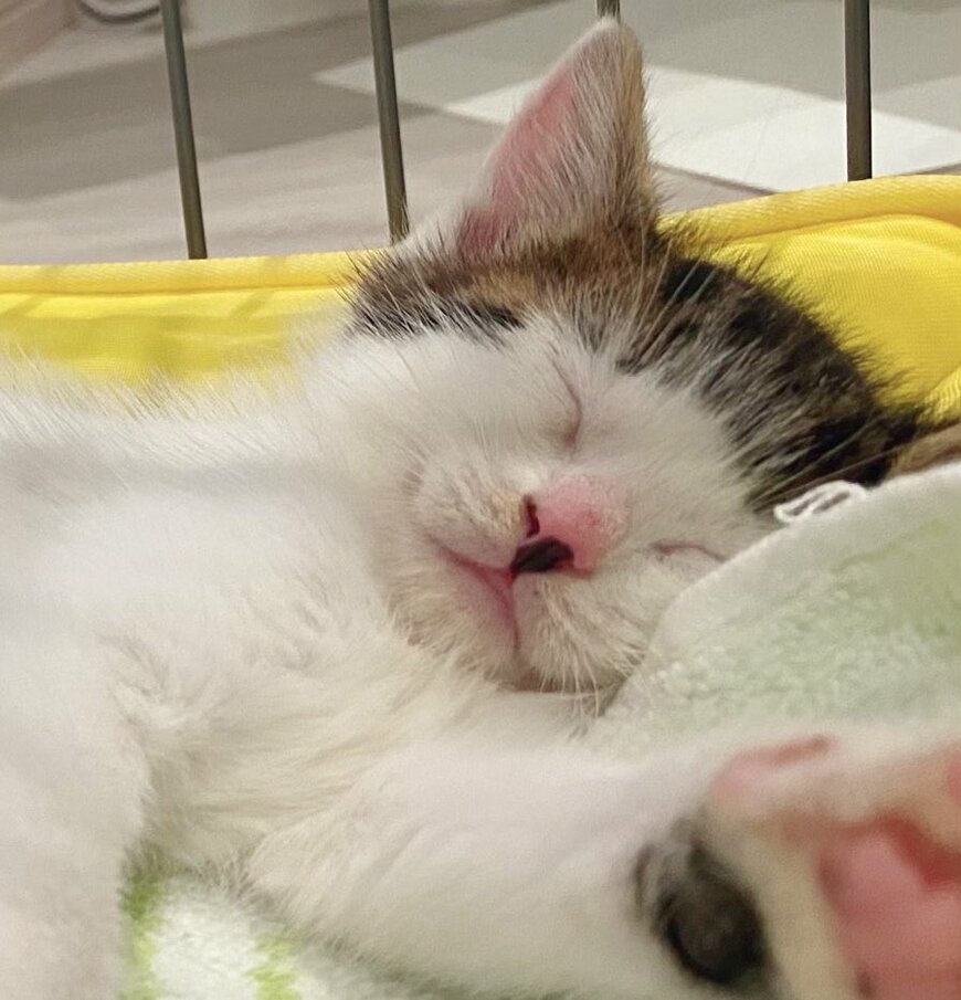 出所：@Saeroyi_cat