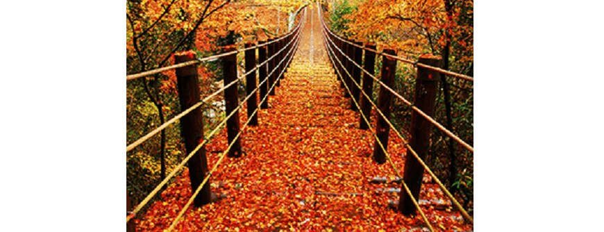 出所：じゃらん「圧巻の絶景紅葉ランキング」