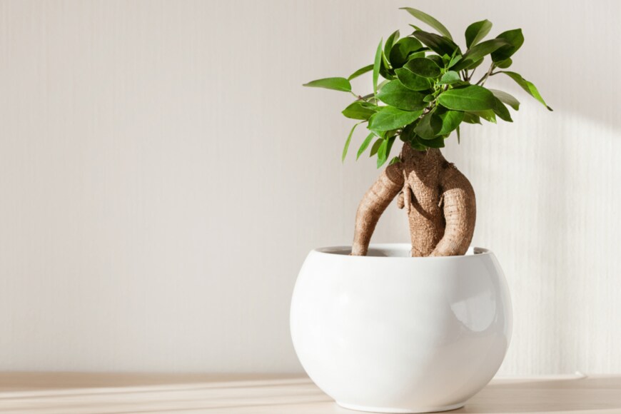 Olga Miltsova/shutterstock.com