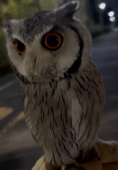 出所：@purinon2929k