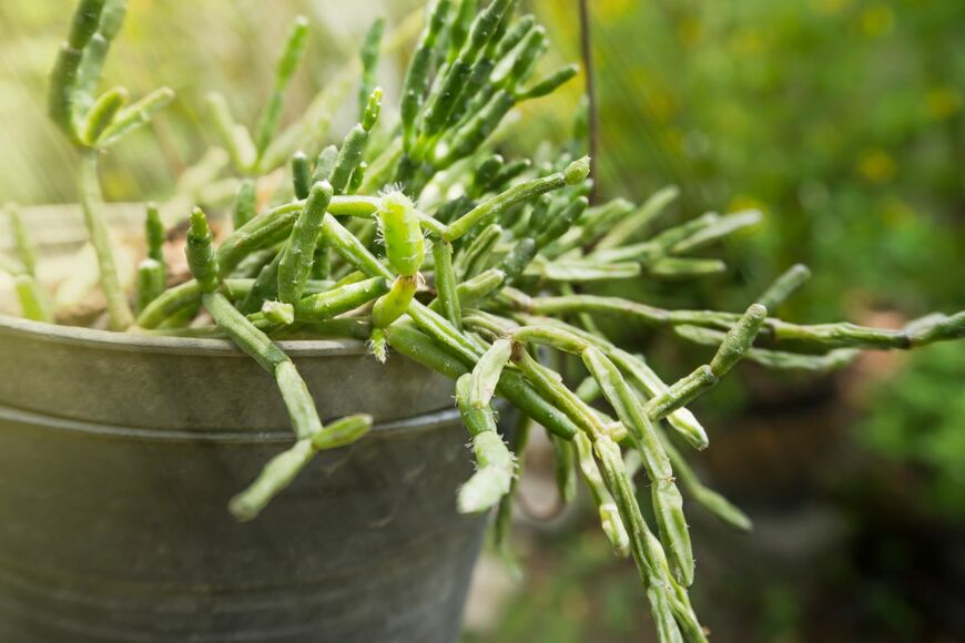 NPDesariyanot/shutterstock.com