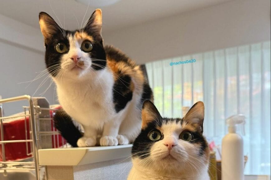 「本物の姉妹みたいにそっくりな猫」を隠し撮りしたら→漫画のような光景に思わずニッコリ
