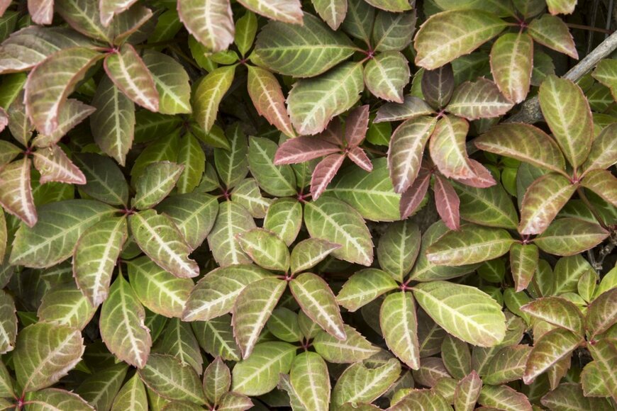 Wiert nieuman/shutterstock.com