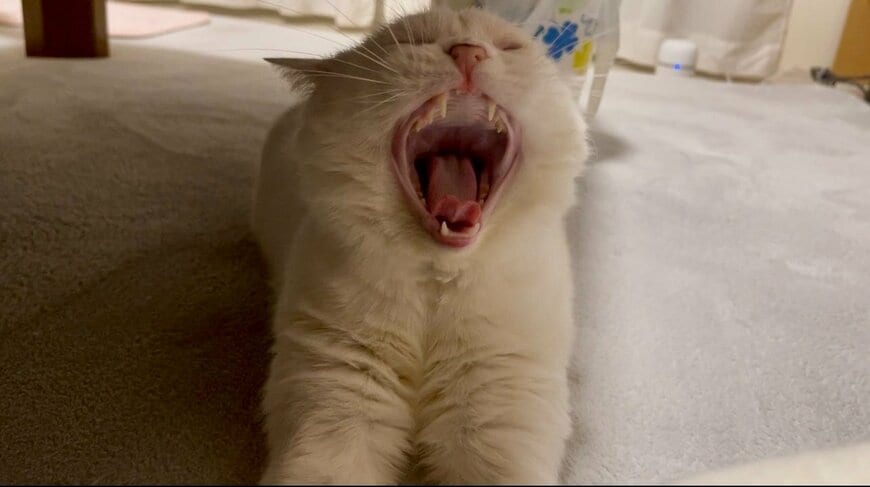 出所：@wataneko_tsuki