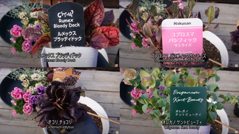 出所：@ohanachannel30