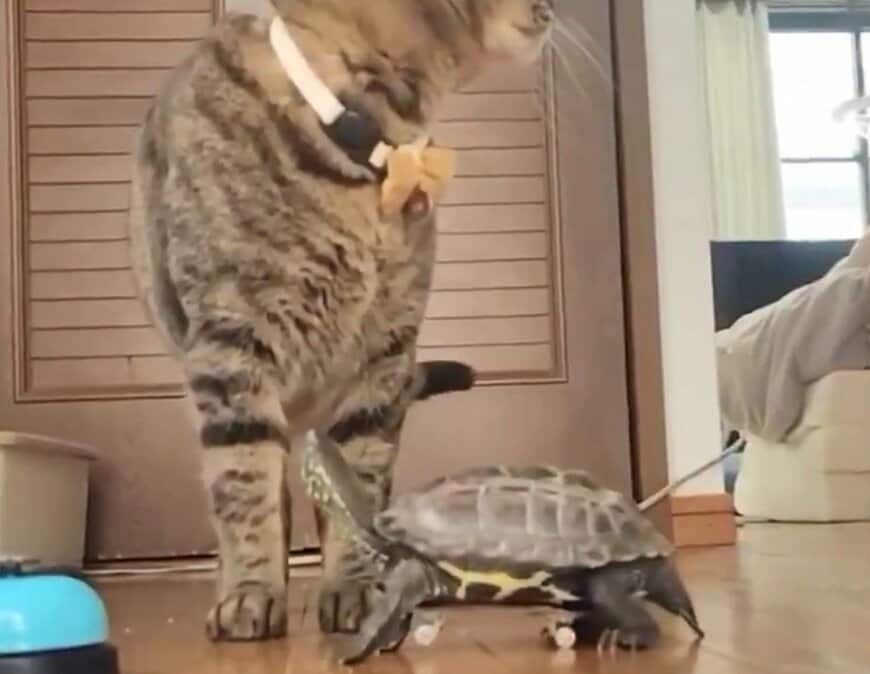 出所：@Mh0MLiErcV8E97C