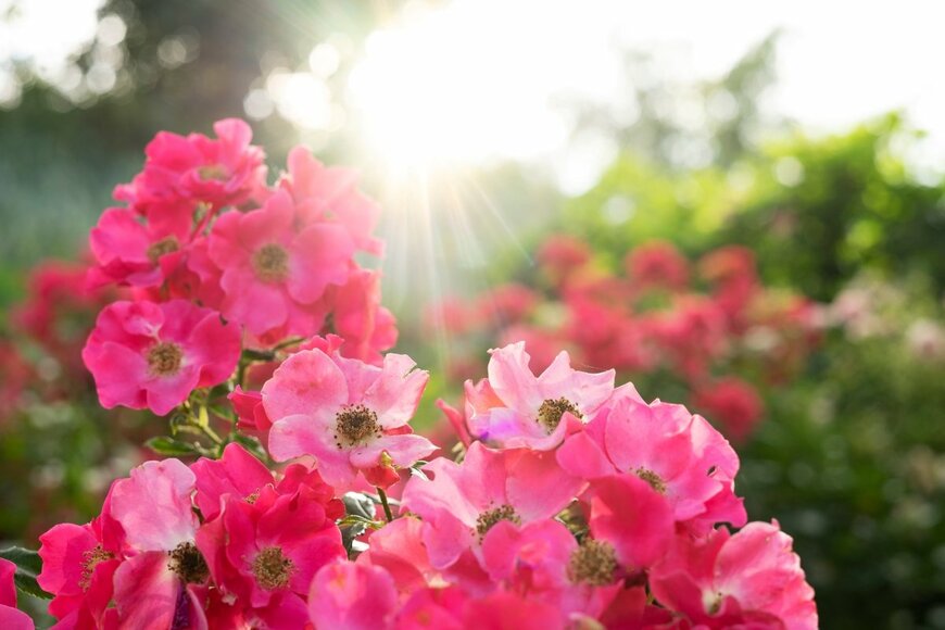 Dmitriev Mikhail/shutterstock.com