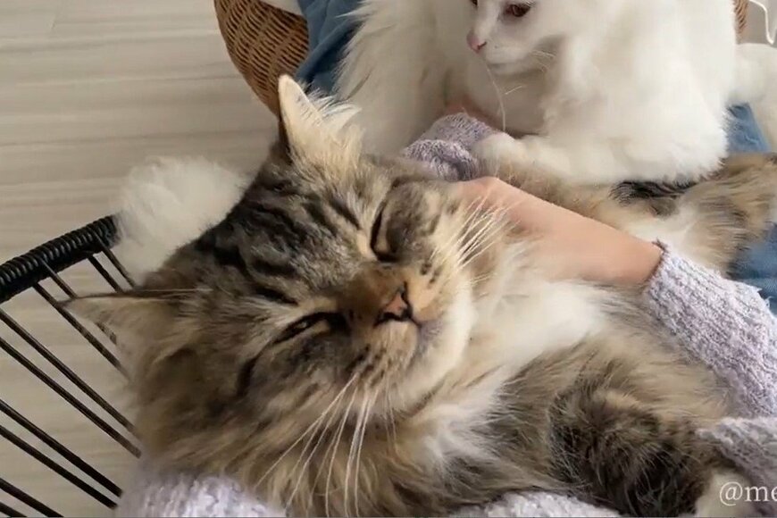 売れ残りだった猫　暖かい家族に迎えられ…何気ない日常が幸せ語る