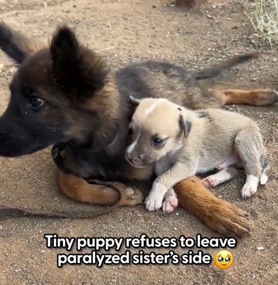 病院で安楽死を勧められた「身体が麻痺した子犬」レスキュー隊の献身的な救助で起きた奇跡に感動