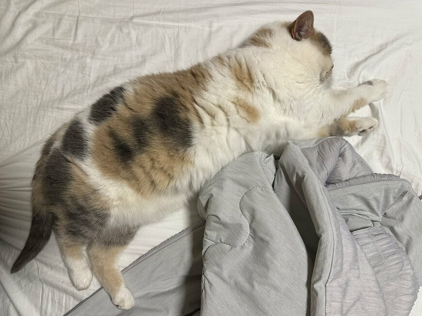 【猫飼いあるある】少し目を離した隙に…　「お布団の特等席」を奪って熟睡する猫の姿にほっこり
