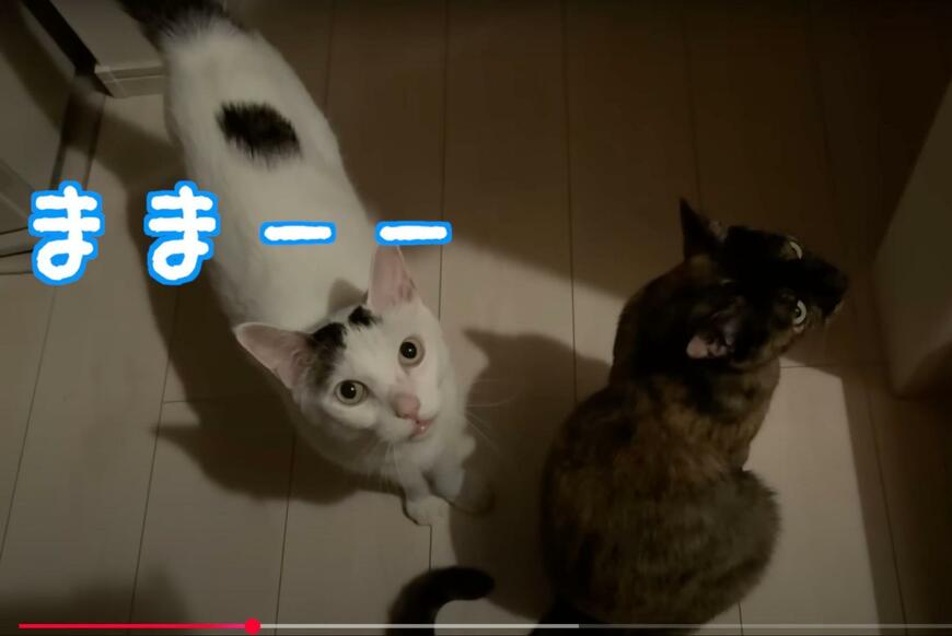 【よくしゃべる猫】寝る前のパトロールに余念なし！寝落ちした姿も愛らしい