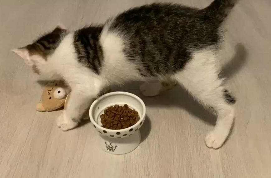 出所：@Saeroyi_cat