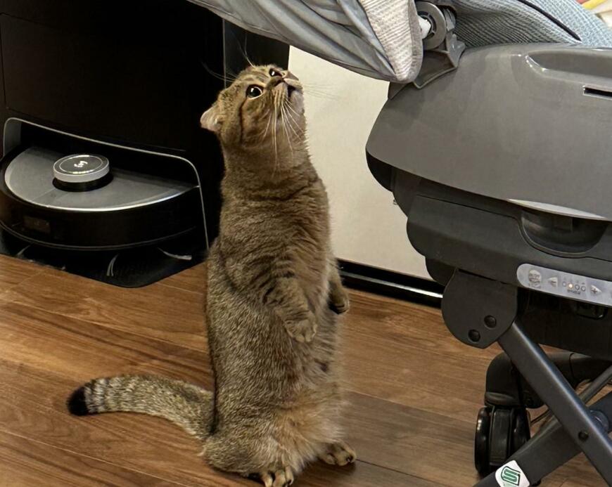 出所：@ponpokopontanu