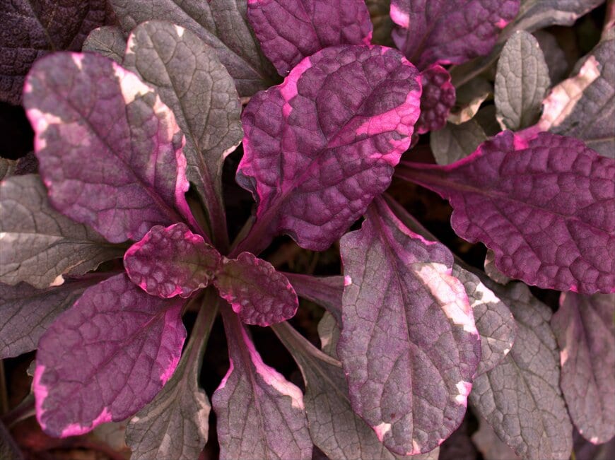 Little daisy/shutterstock.com