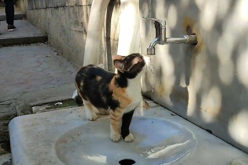 出所：@nekosanpoch