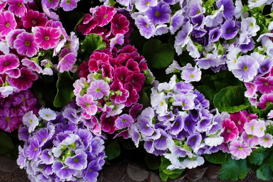 iwajiro/shutterstock.com