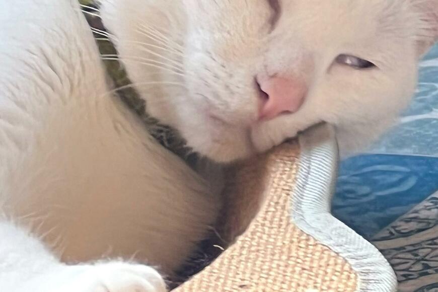 熟睡する猫が…衝撃の寝姿に爆笑の声続出「吹きだしたwww」