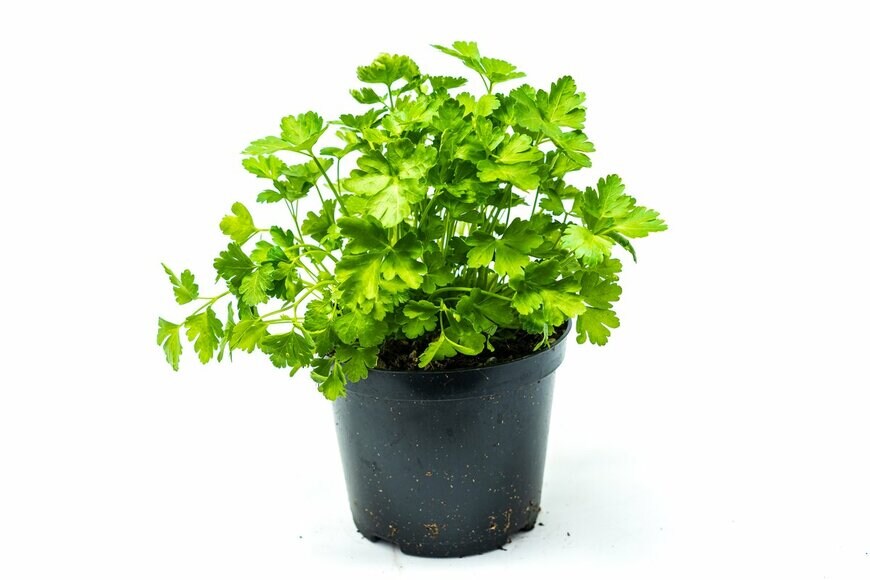 Pawel Gegotek/Shutterstock.com