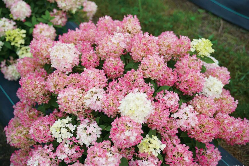 出所：PROVEN WINNERS（R）公式　ノリウツギ ミニファイヤーライト