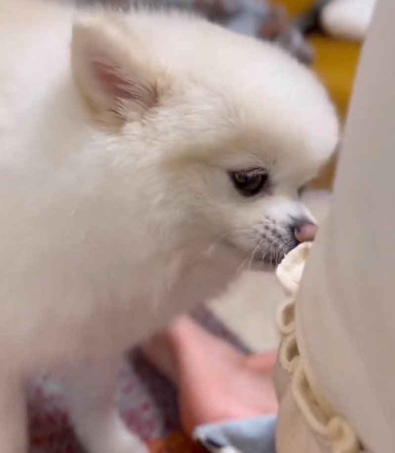 出所：@boku_ponchan