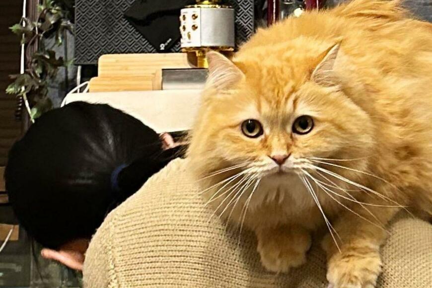 妻「という事で、今晩は出前館です！」予想外な猫の行動に爆笑の声続出