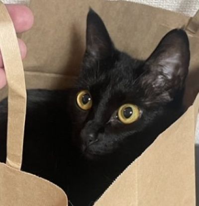 出所：＠Teagle_Noir