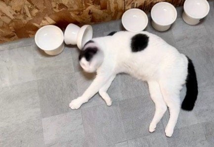 皿の前で顔を振る猫　その直後…まさかの「シンデレラフィット」に爆笑