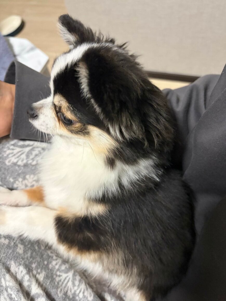 出所：@kawaii_nagaiki