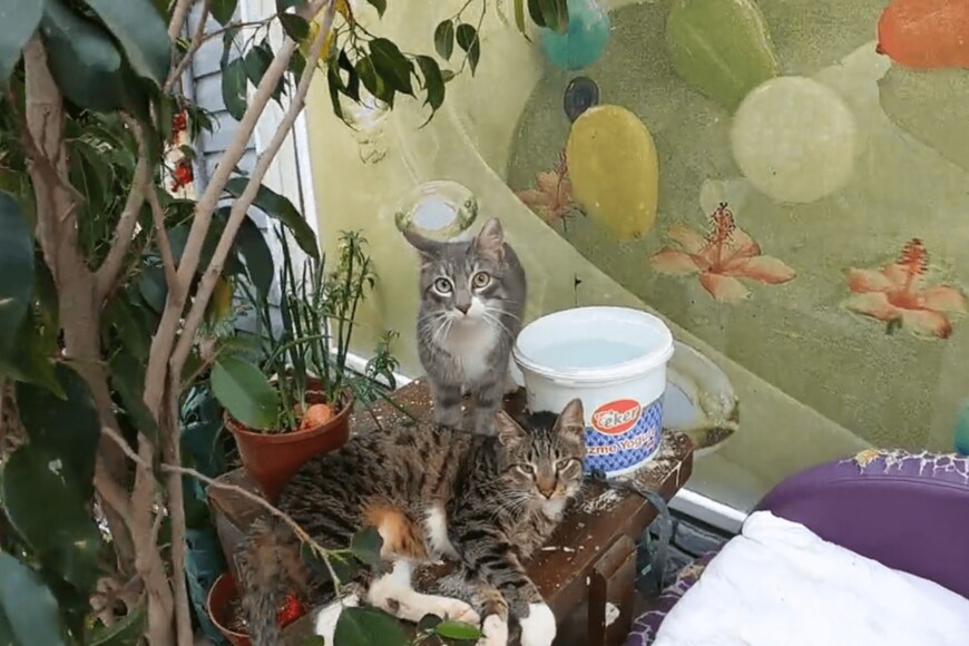 出所：@nekosanpoch