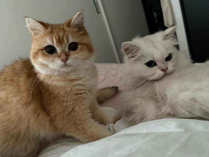 出所：@momosuikitty