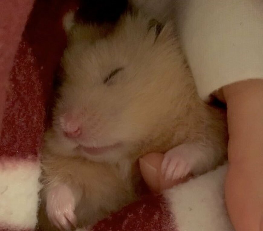 生まれてきてくれてありがとう…至福の表情で眠るハムスターの寝顔が尊い