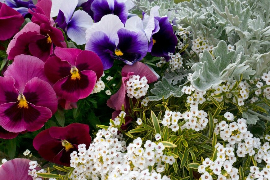 【ガーデニング】パンジー・ビオラは「2種の植物」といっしょに楽しむ！