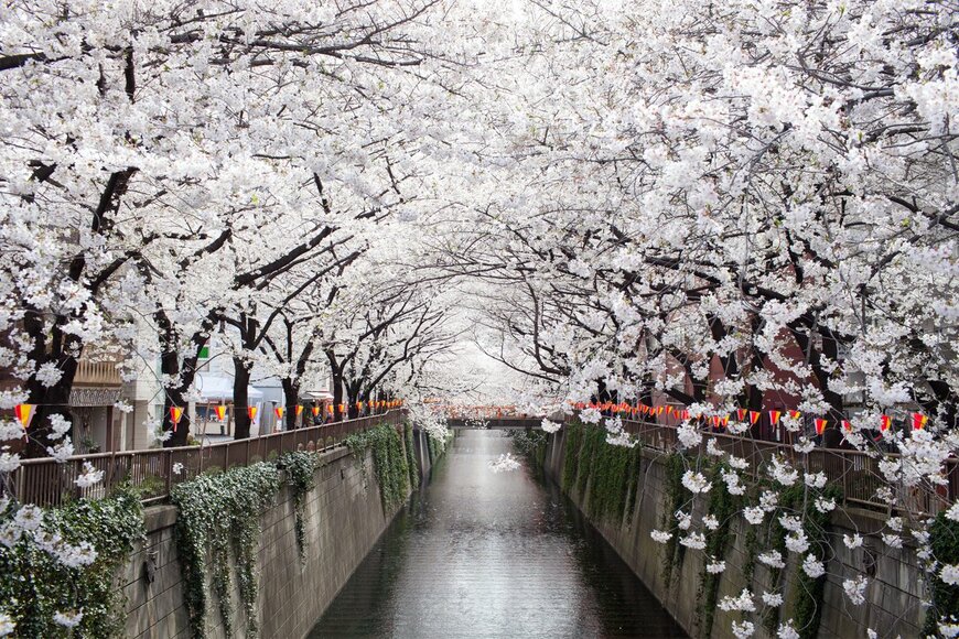 桜の開花は記録更新の早さ。今年の「お花見」どう変わる？東京都が宴会自粛要請