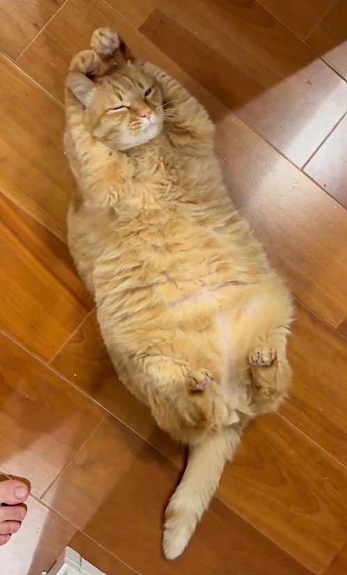 寝転ぶ猫の写真