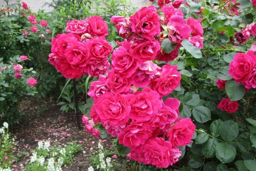 チェリーレッドのバラ、ノックアウト