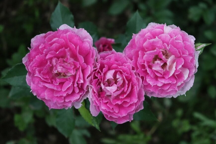 ピンクの花を咲かせている、シェエラザード