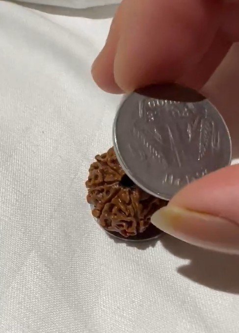 ルドラクシャの実