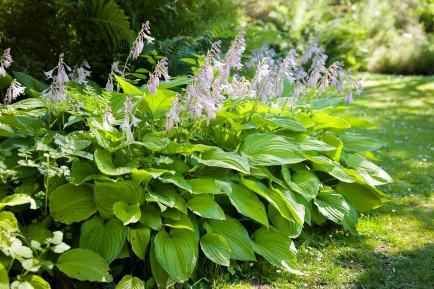 白い花を咲かせている、ギボウシ
